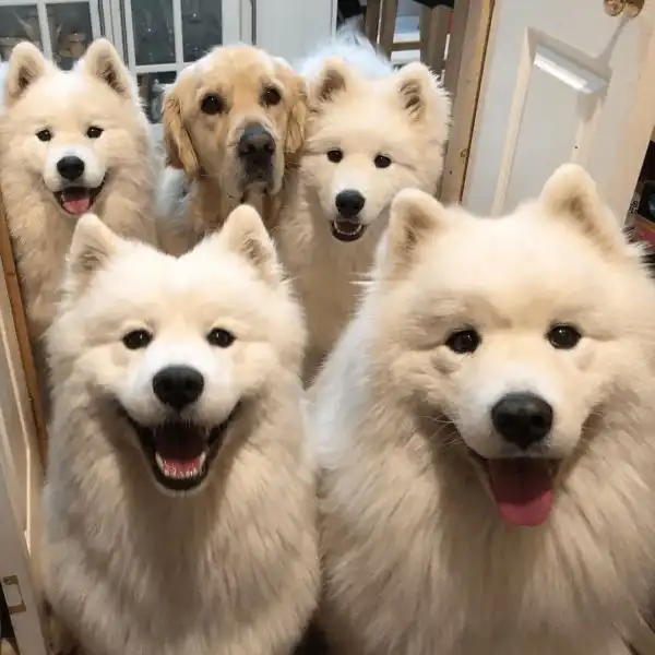 Подборка фотографий из серии "свой среди чужих"