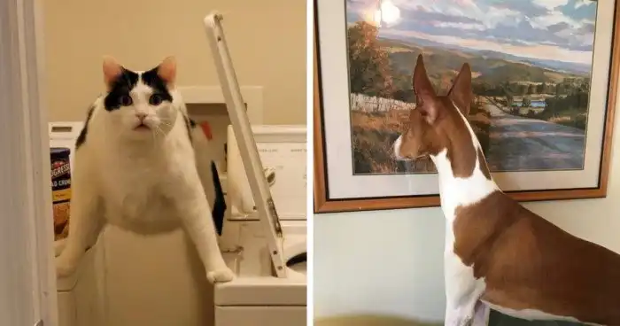 Загадочное и нелепое поведение домашних питомцев