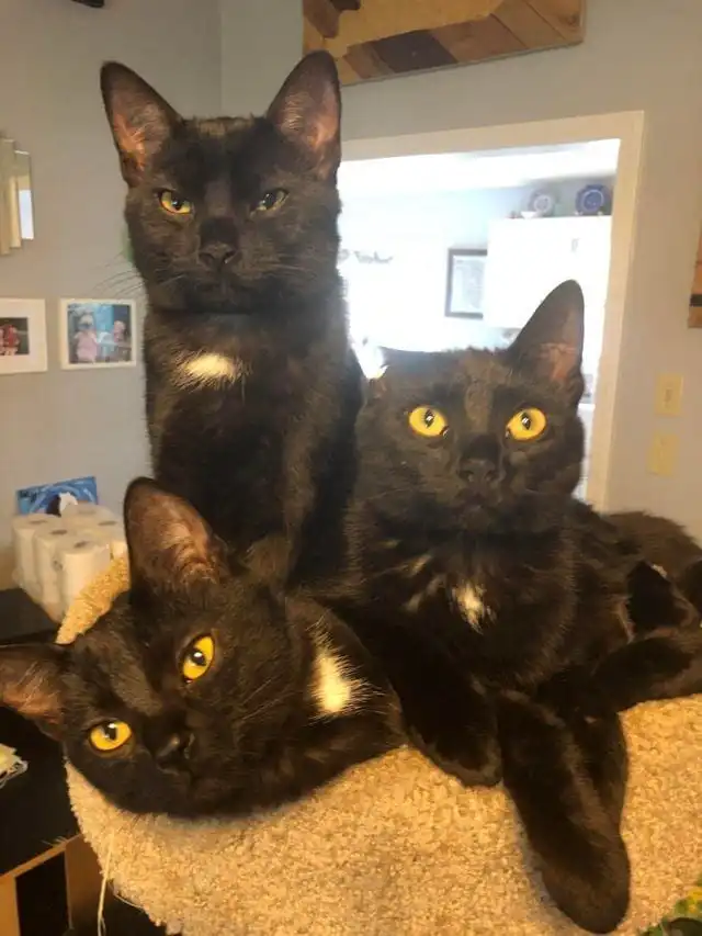 Загадочное и нелепое поведение домашних питомцев