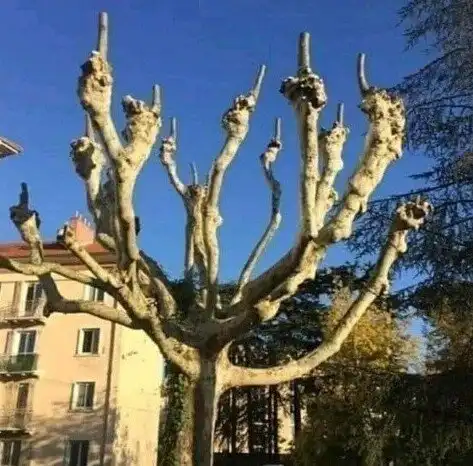 Дендрологическая подборка для тех, кто устал от всего "вот этого"