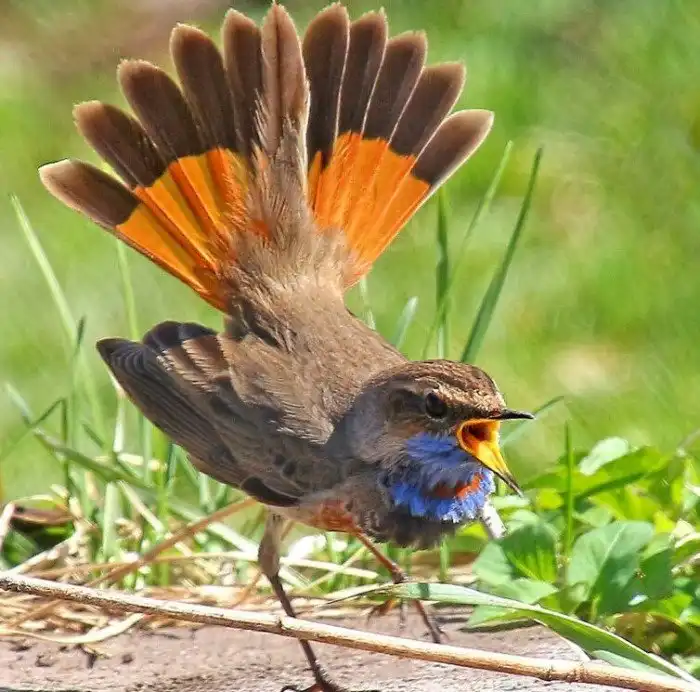 Соловей: Почему он неоспоримая легенда птичьего пения? Подробно об уникальности песен соловья