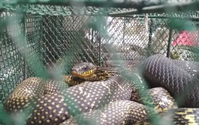 Китайские рынки с живыми животными: Страшная антисанитария и источник болезней. Почему эти адские места до сих пор существуют?