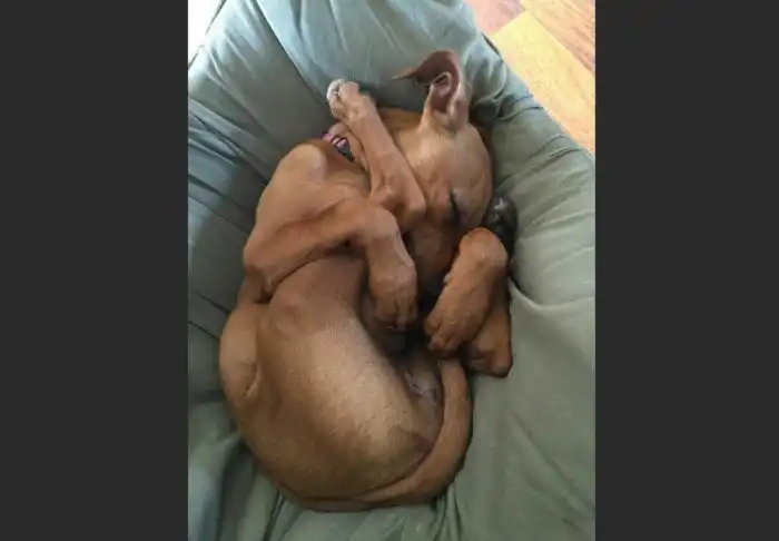 Видят ли собаки сны? И если да, о чём они?