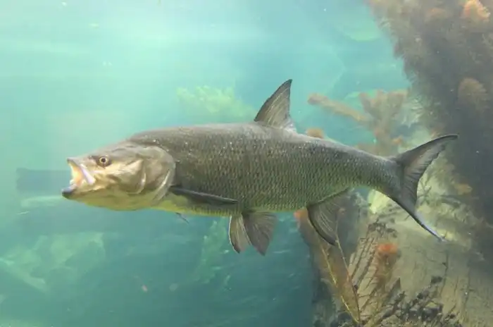 Жерех: Рестлер от мира рыб. С силой прыгает об воду, чтобы оглушить всю живность вокруг