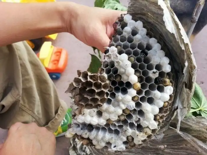 Что прячется внутри привычных предметов: 20 фотографий необычных находок