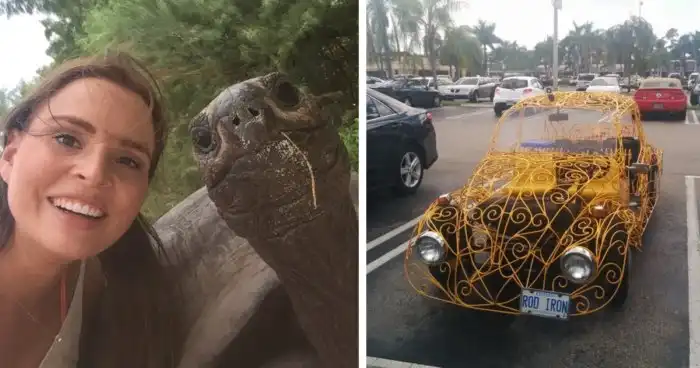 33 занятных фото, которыми поделились пользователи сети