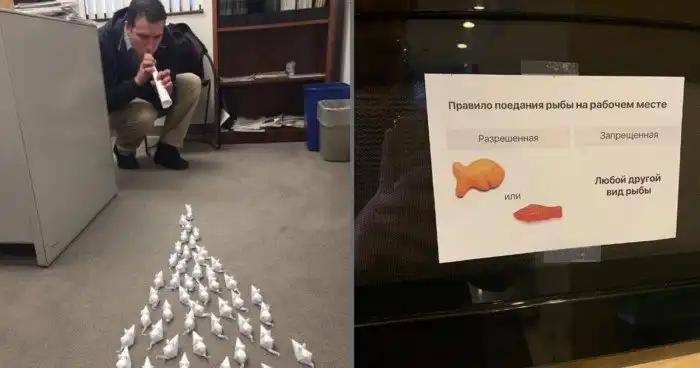 С лёгким запахом планктона: офисные будни