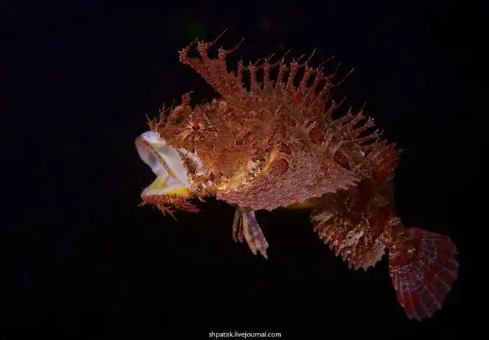 Морская ворона: Камчатский аналог знаменитой рыбе фугу. Находясь на волосок от смерти, она начинает неистово пожирать всё вокруг