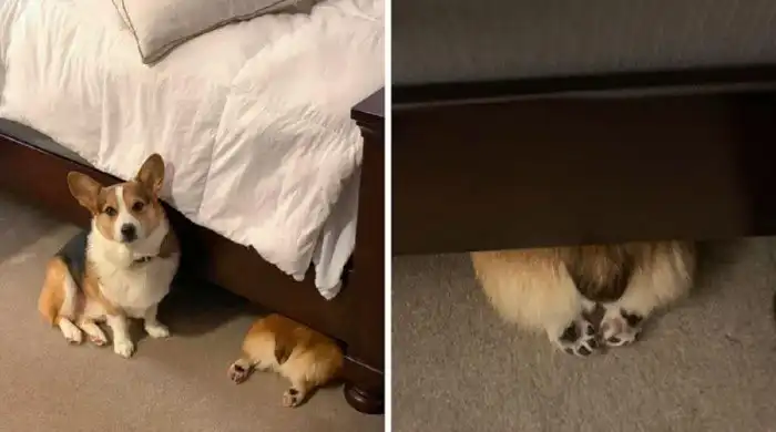 Домашние любимцы, которые решили хорошенько спрятаться