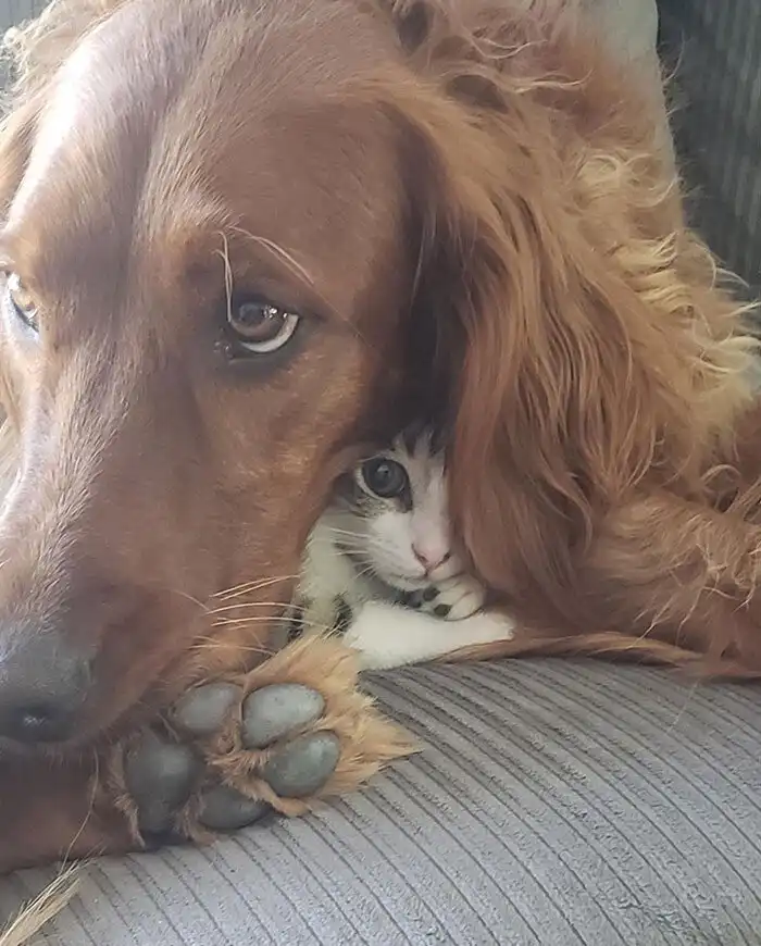 Домашние любимцы, которые решили хорошенько спрятаться