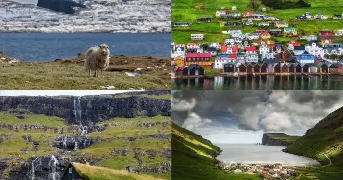 Фарерские острова глазами овец