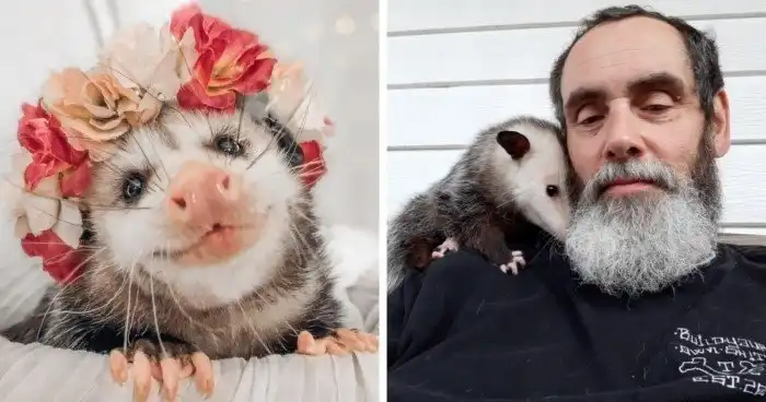 18 опоссумов, чьи забавные мордахи опровергнут все мифы об их безобразности и злобности