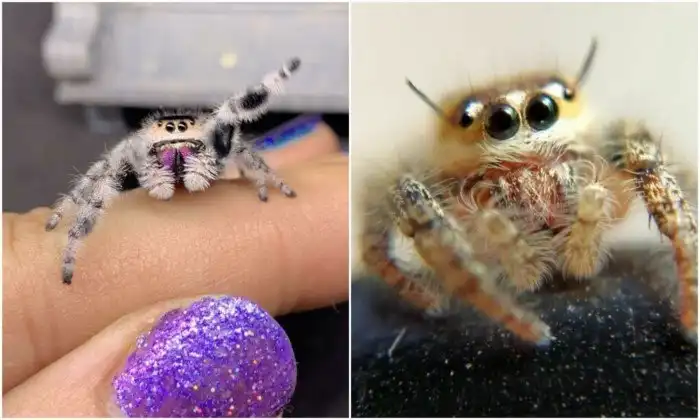 20+ фото с пауками, которые доказывают, что они - милашки
