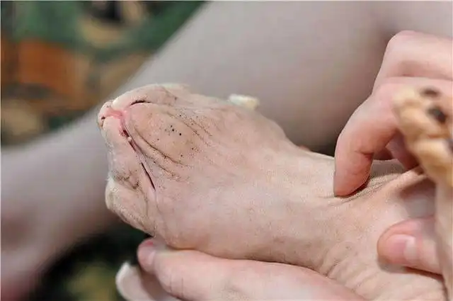 Прыщики у сфинксов: Откуда они появляются, и можно ли их выдавливать?