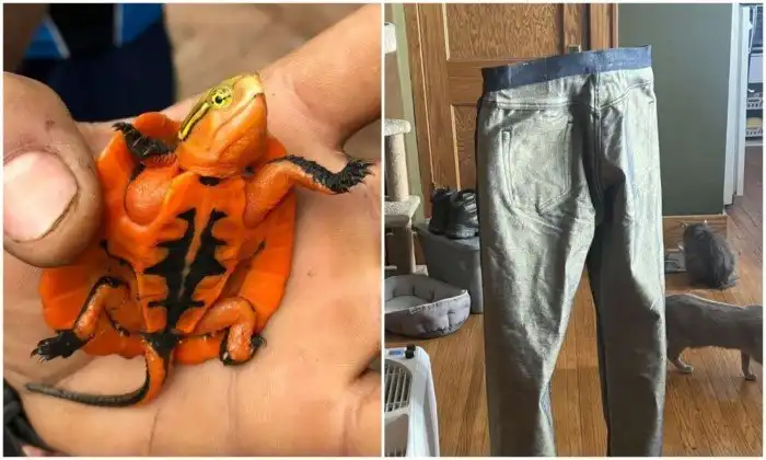 20+ любопытных находок из обычной жизни