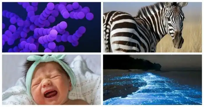 15 странных фактов о человеческом теле