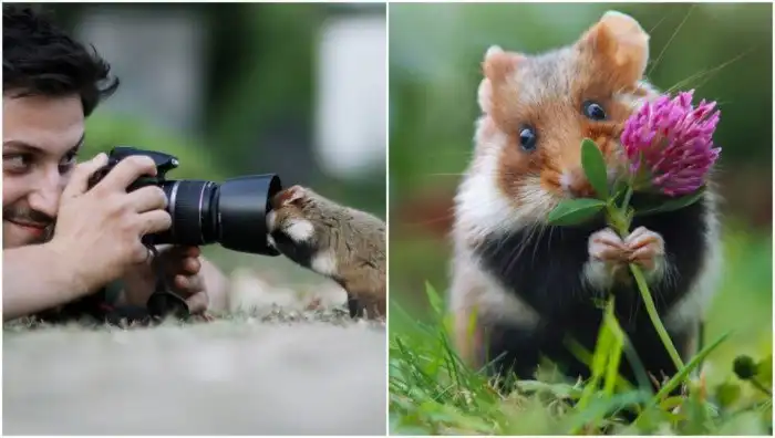 Фотограф делает милейшие снимки с дикими хомяками