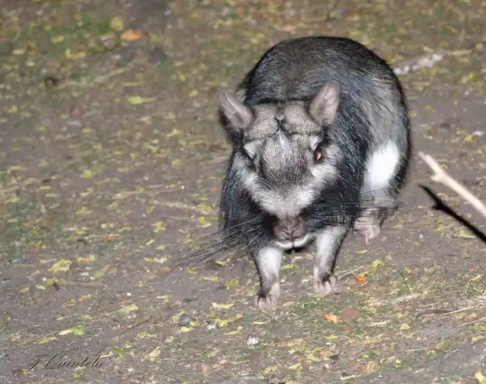 Равнинная вискаша: Коллективно строят огромные подземные комплексы, а получаются ловушки для фермеров и скота