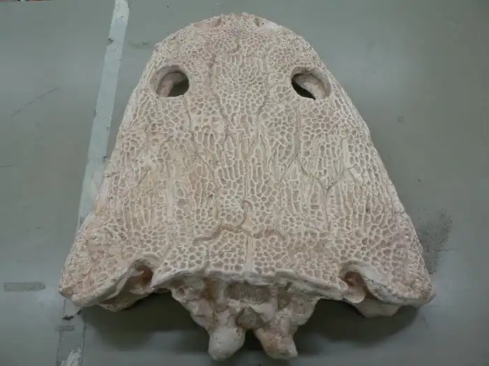 Метопозавр: Сотни скелетов на жалких 4 квадратных метрах. Откуда взялись массовые захоронения древних амфибий?