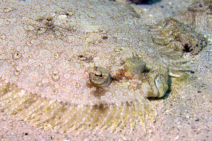 Павлинья камбала: Рыба-хамелеон, у которой случаются «баги текстур». Цвета ложатся неправильно, и рыба кажется сломанной