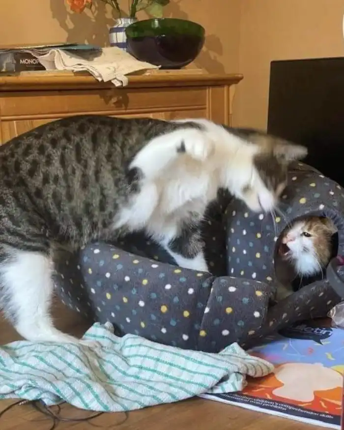 За 0,5 секунды до: убойные моменты, которые случайно попали в кадр