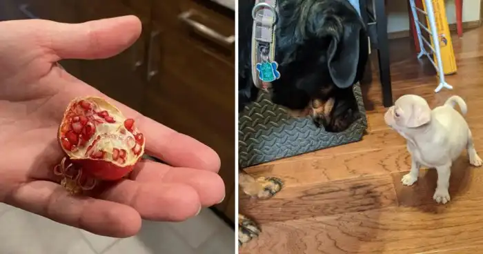 30 любопытных фото, которыми поделились пользователи сети