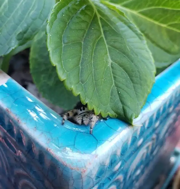 20 фотографий милых пауков