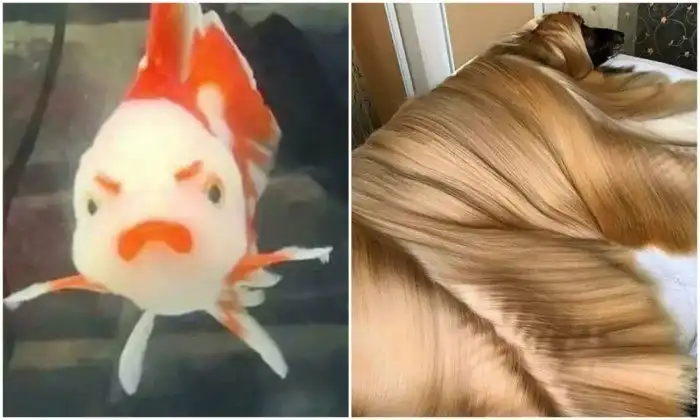 20+ прикольных кадров с животными, которые зарядят позитивом