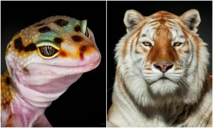 20+ захватывающих снимков с дикими животными