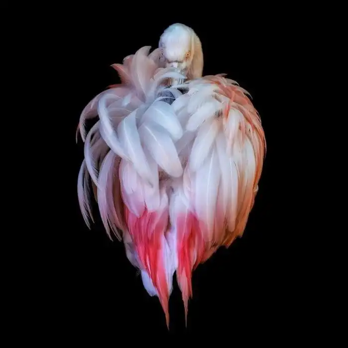 20+ захватывающих снимков с дикими животными