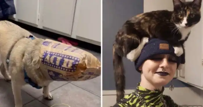 17 чудных питомцев, поведение которых нуждается в объяснении