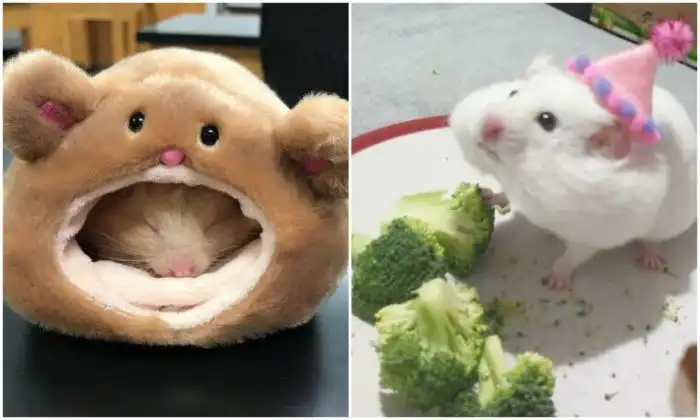Позитивные кадры с хомяками, которые зарядят мимишностью