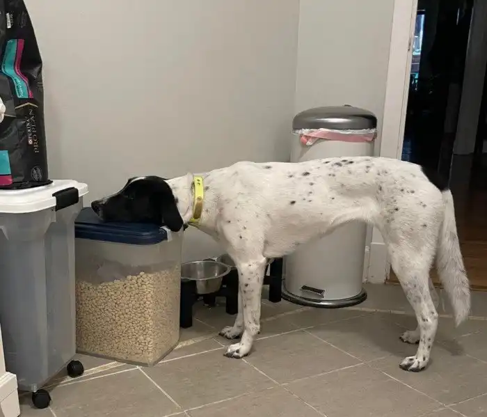 Смешные собаки, которые выглядят полнейшими дуралеями