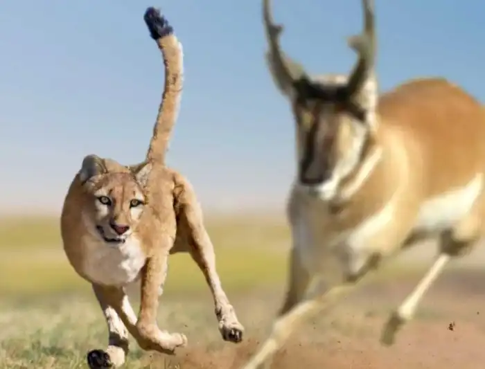 Мирациноникс: Гепард по-американски. Как ловкий и скоростной хищник выживал в мире гигантов ледникового периода