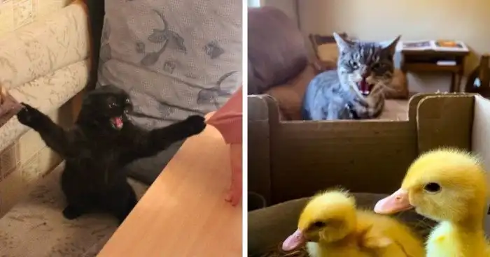 15 грозных котов, которые показали всю свою хищную сущность