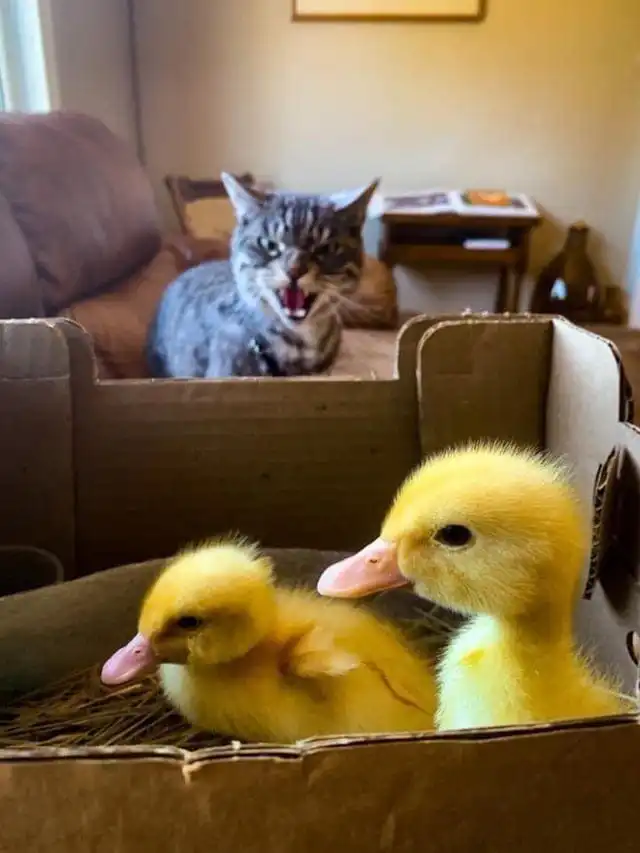 15 грозных котов, которые показали всю свою хищную сущность