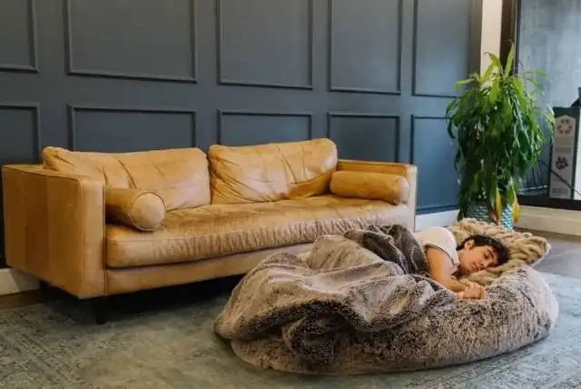 Стартаперы из Канады придумали огромную собачью лежанку для людей