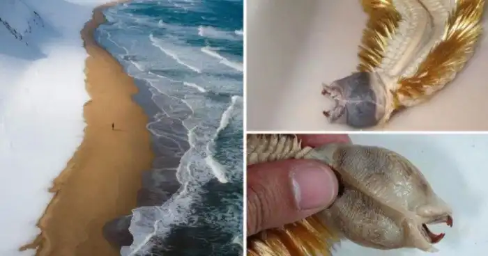 15 изображений диковинок, которые одна на миллион