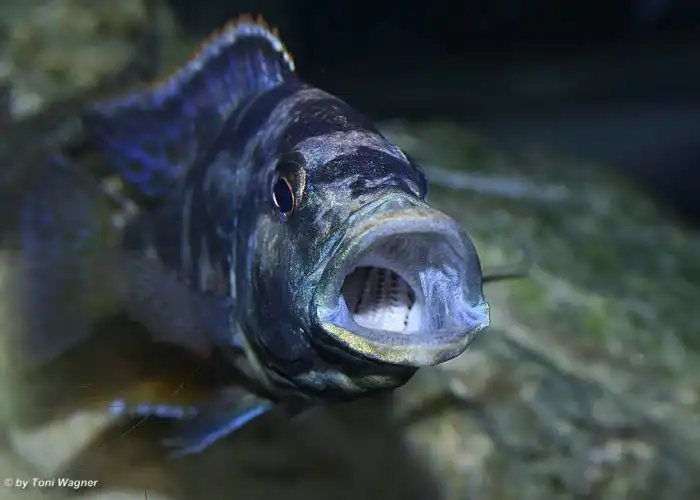 Нимбохромис Ливингстона: Рыба с очень странным способом охоты. Она просто лежит на боку. И это работает! В чём её секрет?