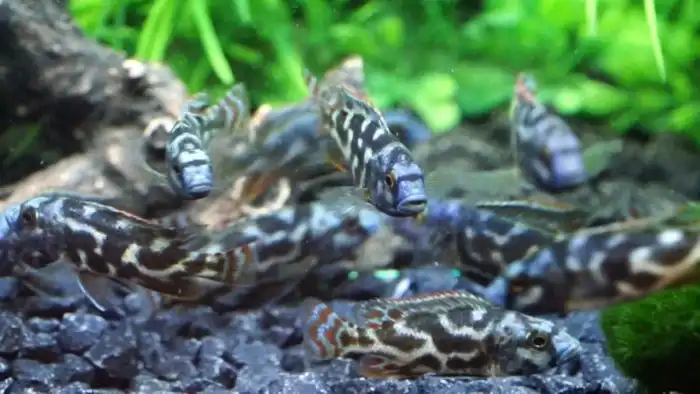 Нимбохромис Ливингстона: Рыба с очень странным способом охоты. Она просто лежит на боку. И это работает! В чём её секрет?