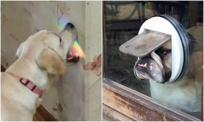 20+ странных и смешных кадров с собаками