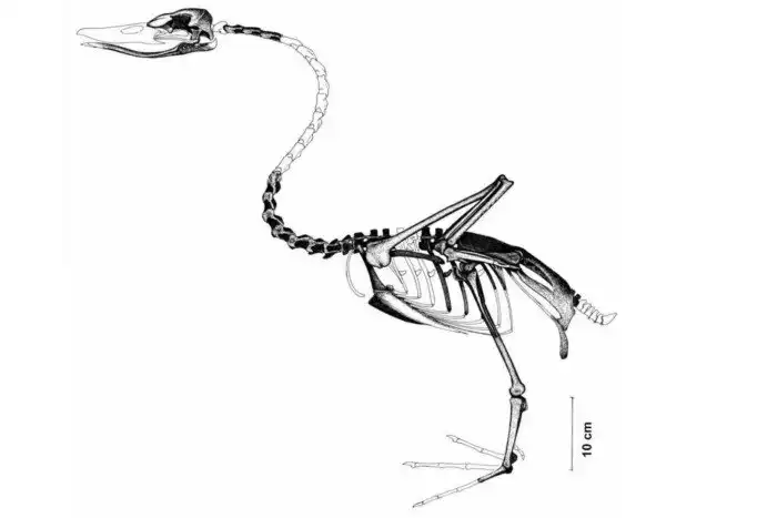 Аннакацигна: Гигантский лебедь, покоривший океан. Ради этого он разучился летать и отрастил себе огромную «корму»