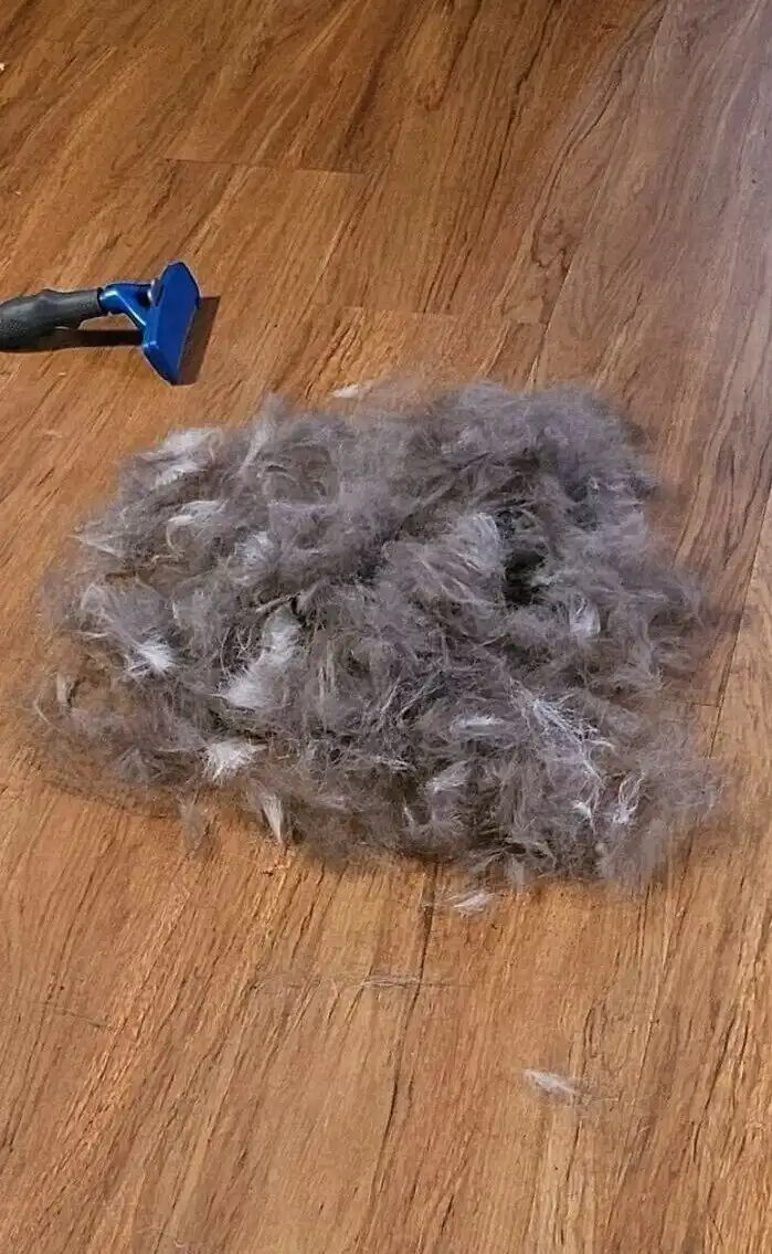 "Покажи, что у тебя есть питомец, одной фотографией": 20+ забавных примеров