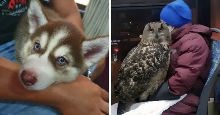 16 случаев, когда люди повстречали в транспорте пушистых попутчиков