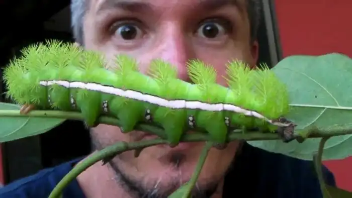 5 очень опасных насекомых планеты