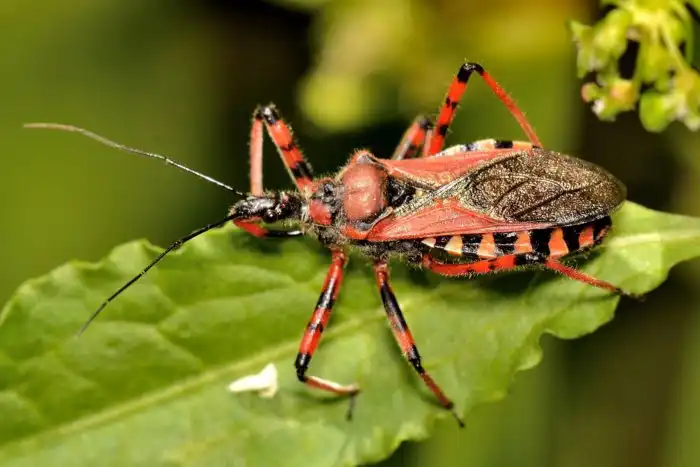 5 очень опасных насекомых планеты