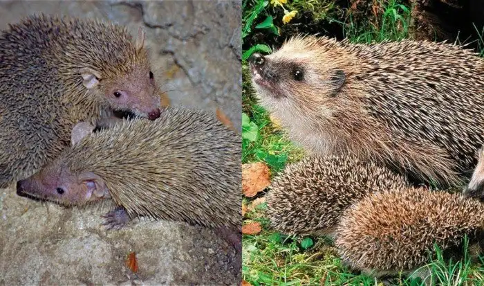 Ежовый тенрек: «Еж», который ползает по деревьям, живёт на Мадагаскаре и приходится родственником слону. Что за странный зверь?