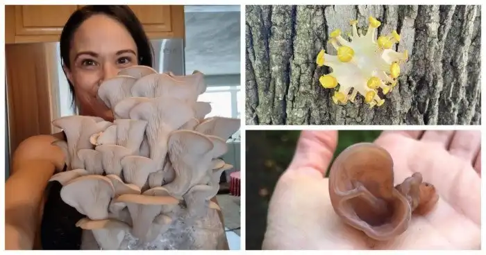 16 раз, когда люди пошли за грибами, и нашли экземпляры словно из сказочного леса