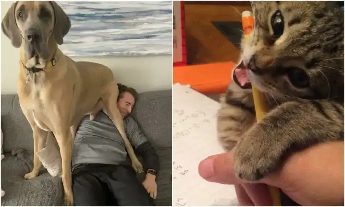 20+ животных, которым всё равно на ваше личное пространство