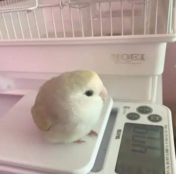 Объясните свою маленькость